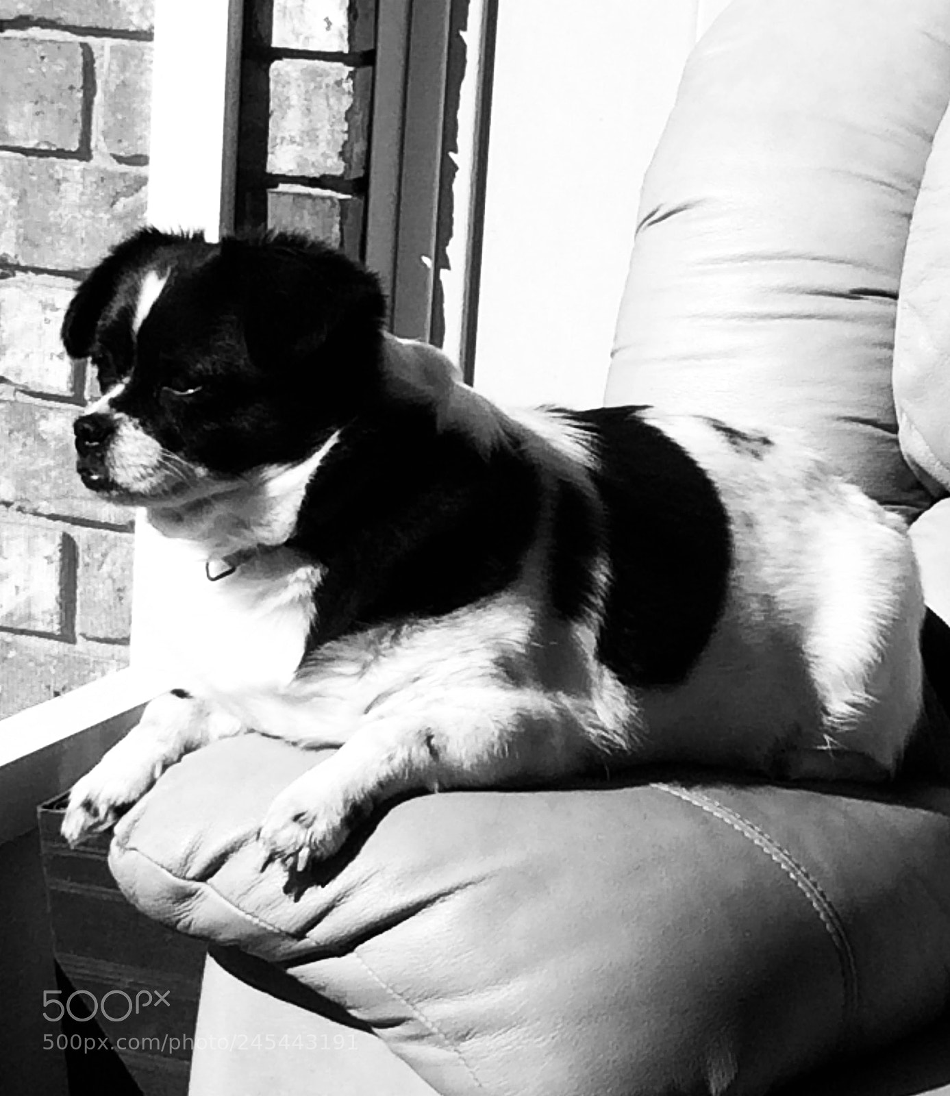 Apple iPhone 5s sample photo. Petri girl sun bathing ~ photography