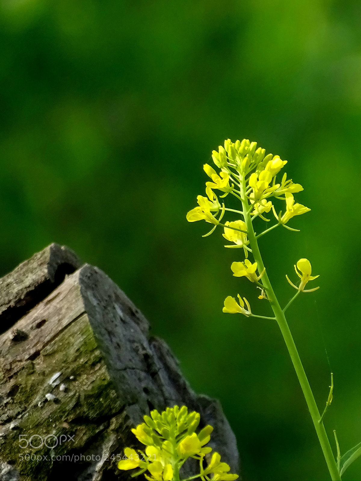 Sony Cyber-shot DSC-HX400V sample photo. Rapeseed photography