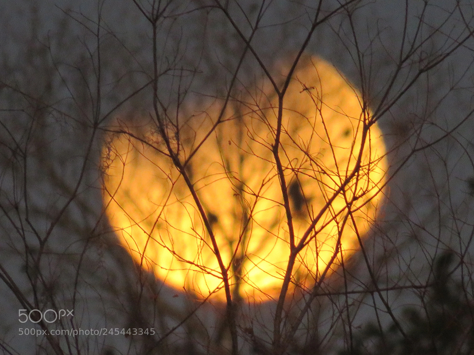 Canon PowerShot SX60 HS sample photo. Super blue blood moon photography