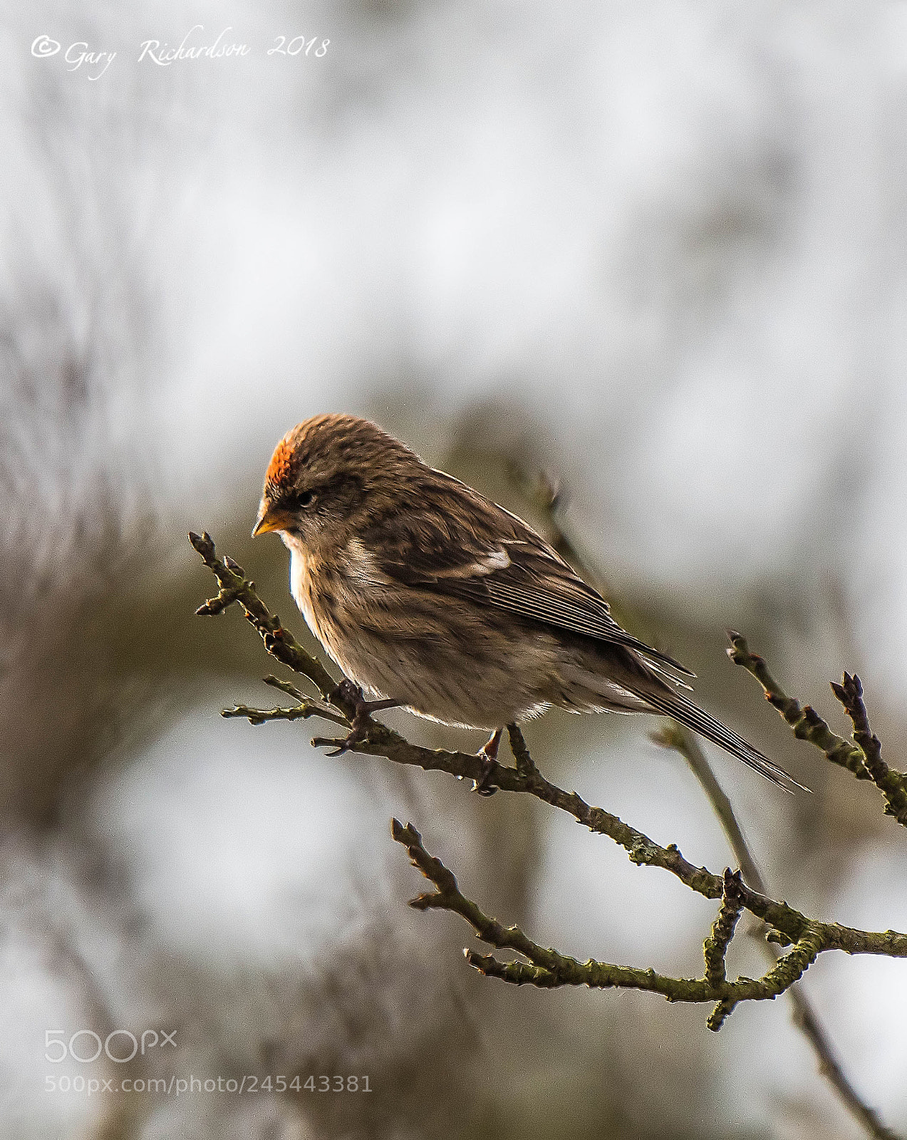 Nikon D500 sample photo. Lesser redpoll photography