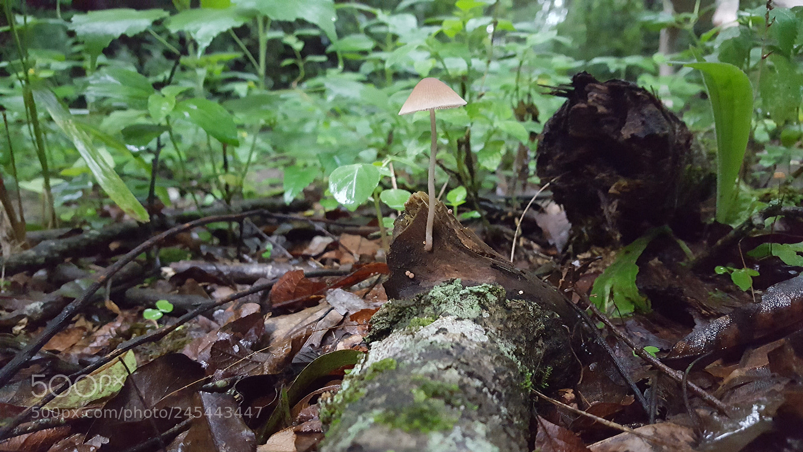 Samsung GALAXY S6 edge sample photo. Untitled photography