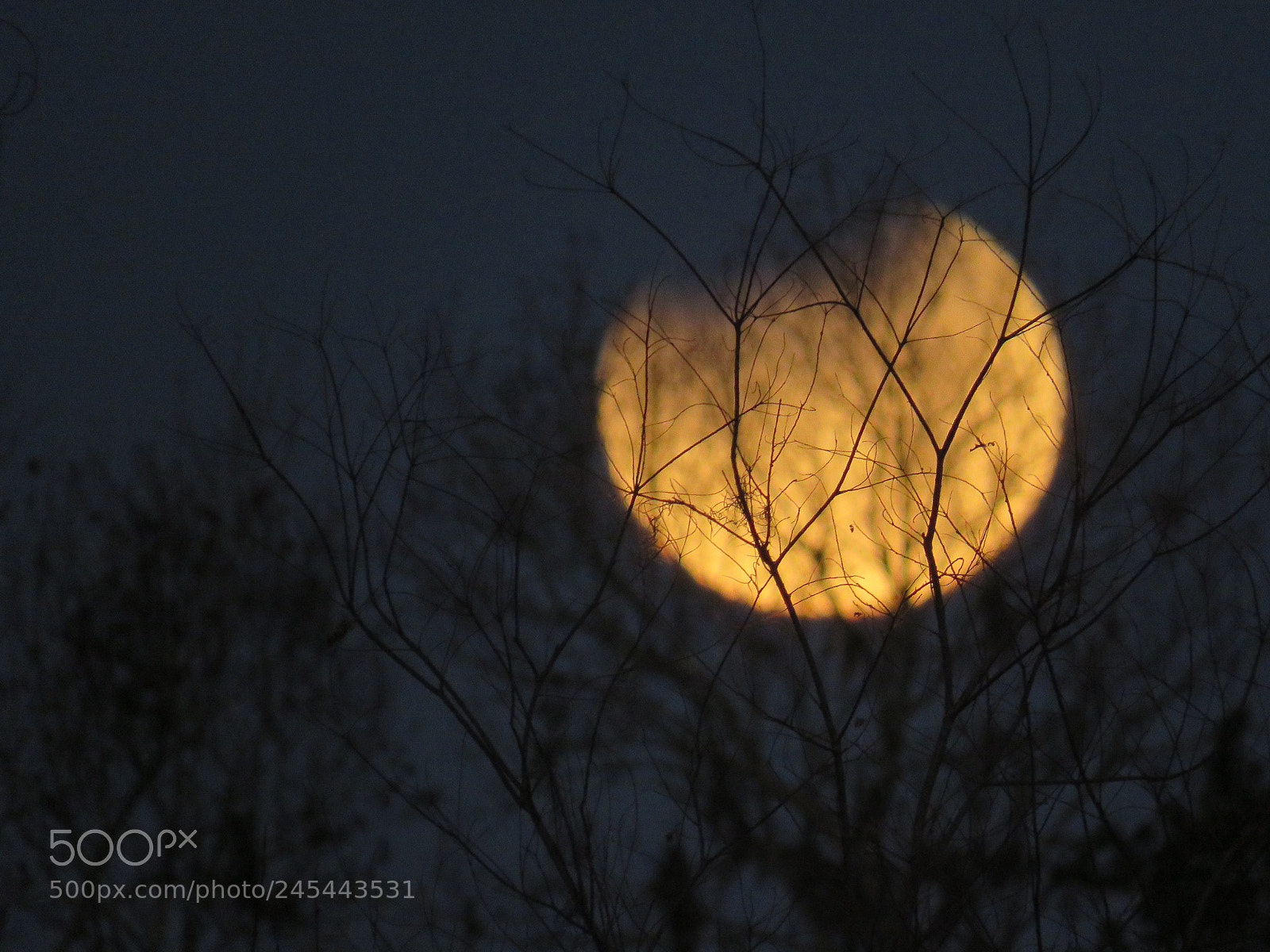 Canon PowerShot SX60 HS sample photo. Super blue blood moon photography