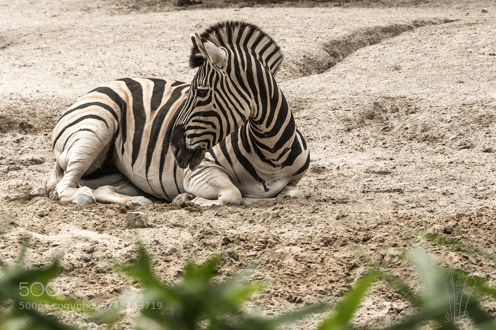 Nikon D500 sample photo. At the zoo photography