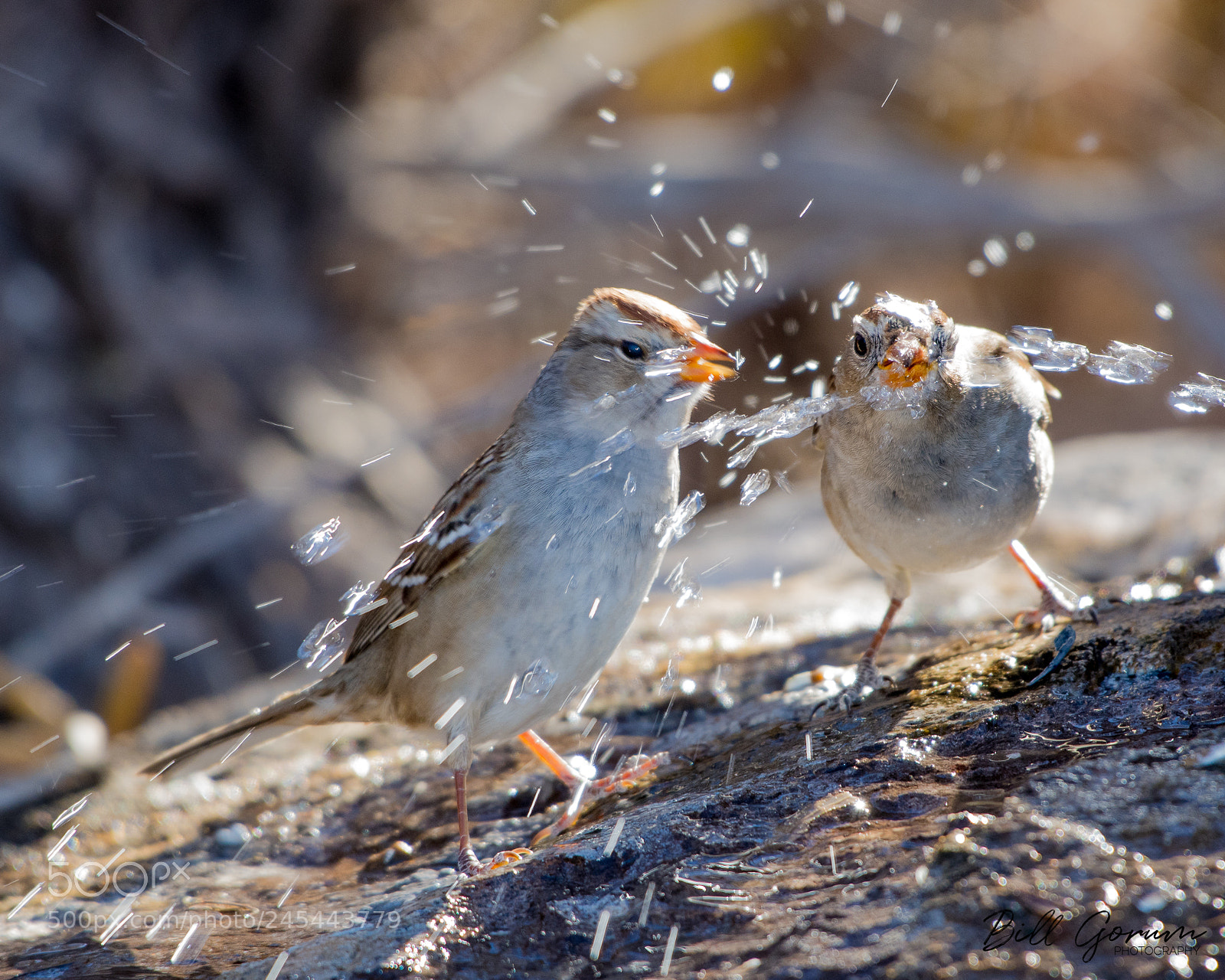 Nikon D500 sample photo. White-crowned sparrows drinking from photography