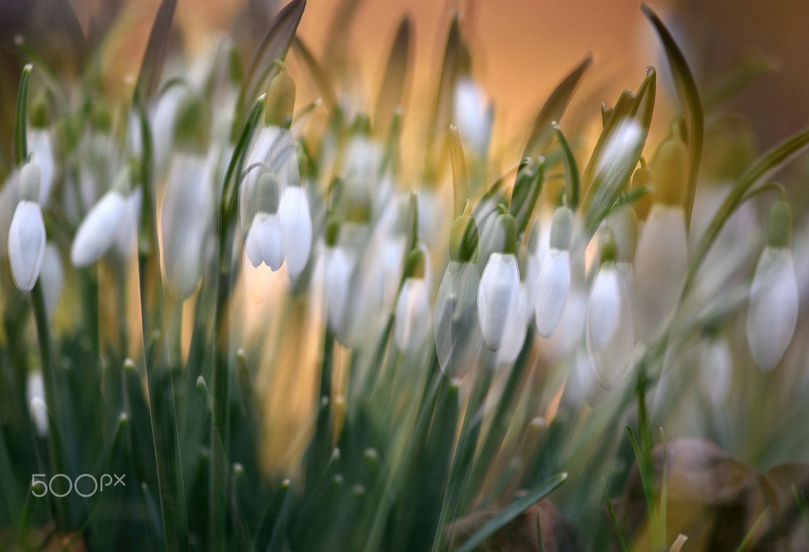 Nikon AF-S Micro-Nikkor 105mm F2.8G IF-ED VR sample photo. Snowdrops photography