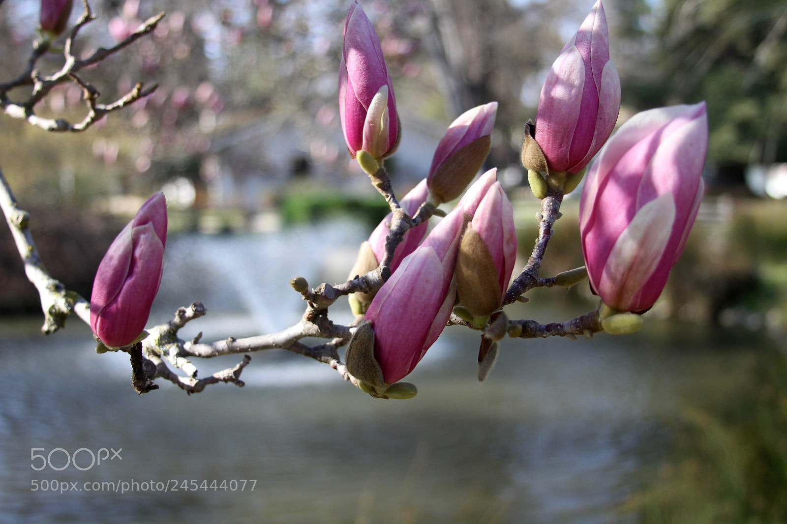 Canon EOS 7D sample photo. Spring is around the photography