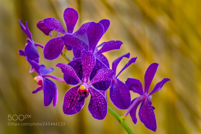 Nikon D7200 sample photo. Purple orchids photography