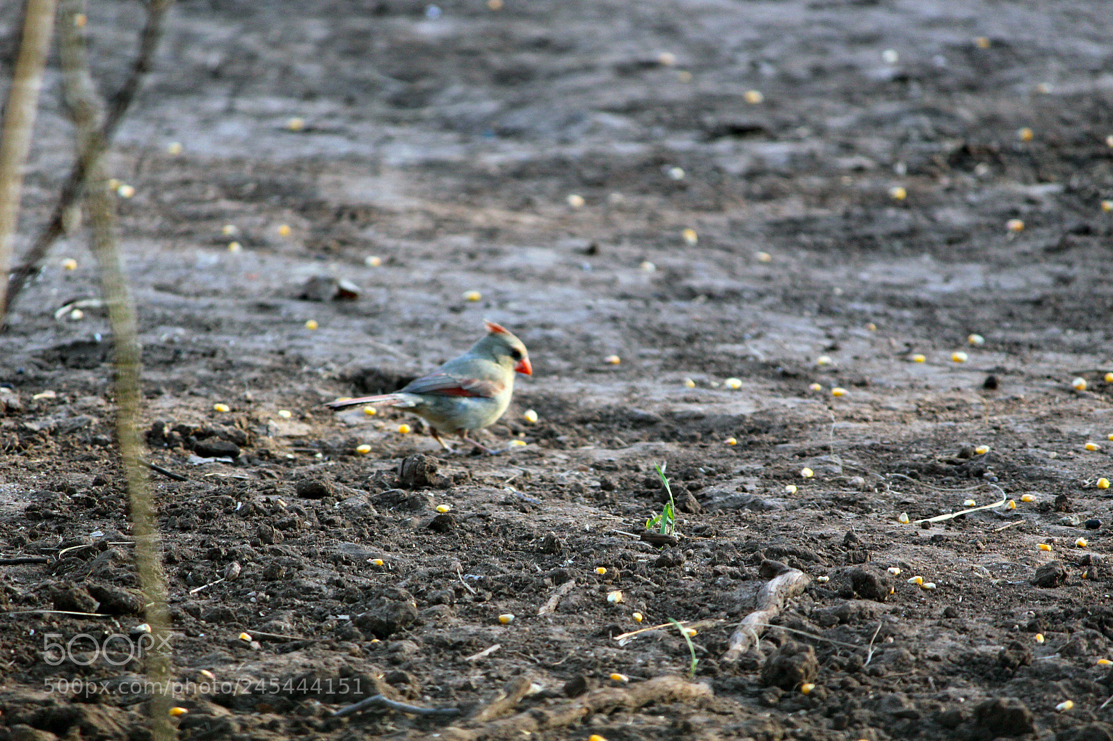 Canon EOS 100D (EOS Rebel SL1 / EOS Kiss X7) sample photo. Bird photography