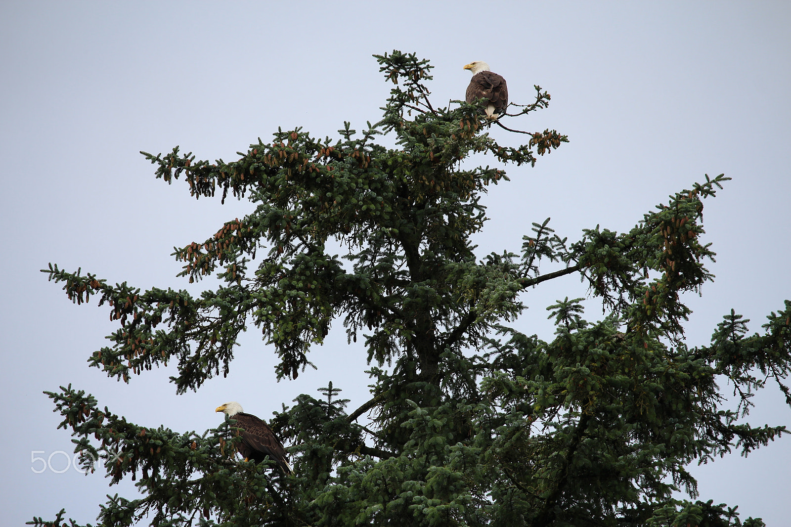 Canon EF-S 55-250mm F4-5.6 IS STM sample photo. 2 bald eaglse on top of tall tree alaska photography