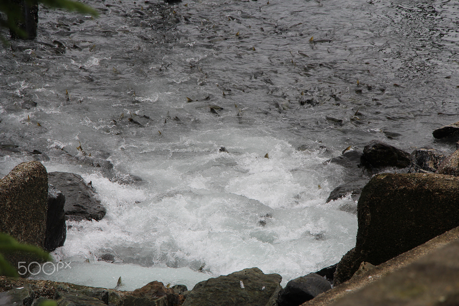 Canon EOS 700D (EOS Rebel T5i / EOS Kiss X7i) sample photo. Img photography