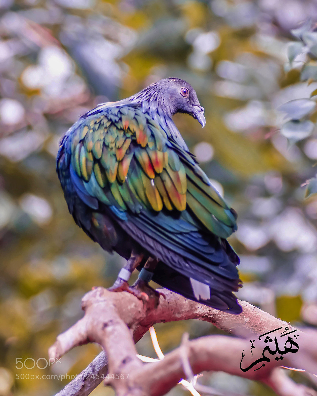 Pentax K-3 II sample photo. Beauty photography