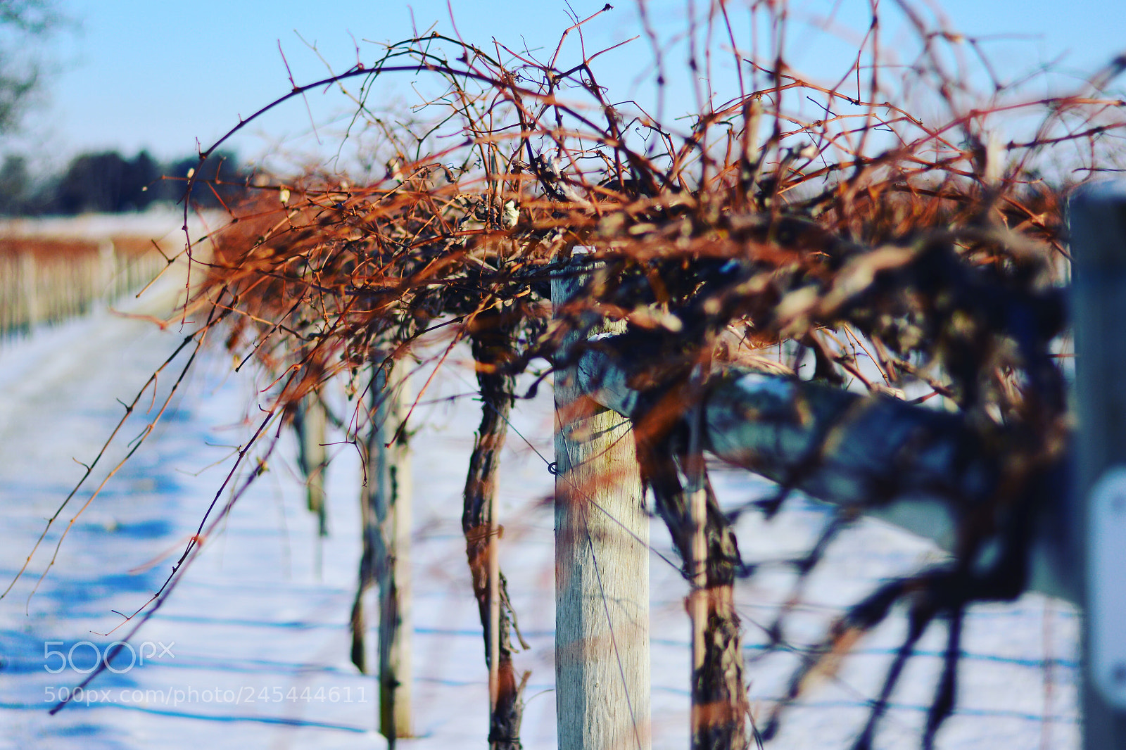 Nikon D7100 sample photo. So the grapes can photography