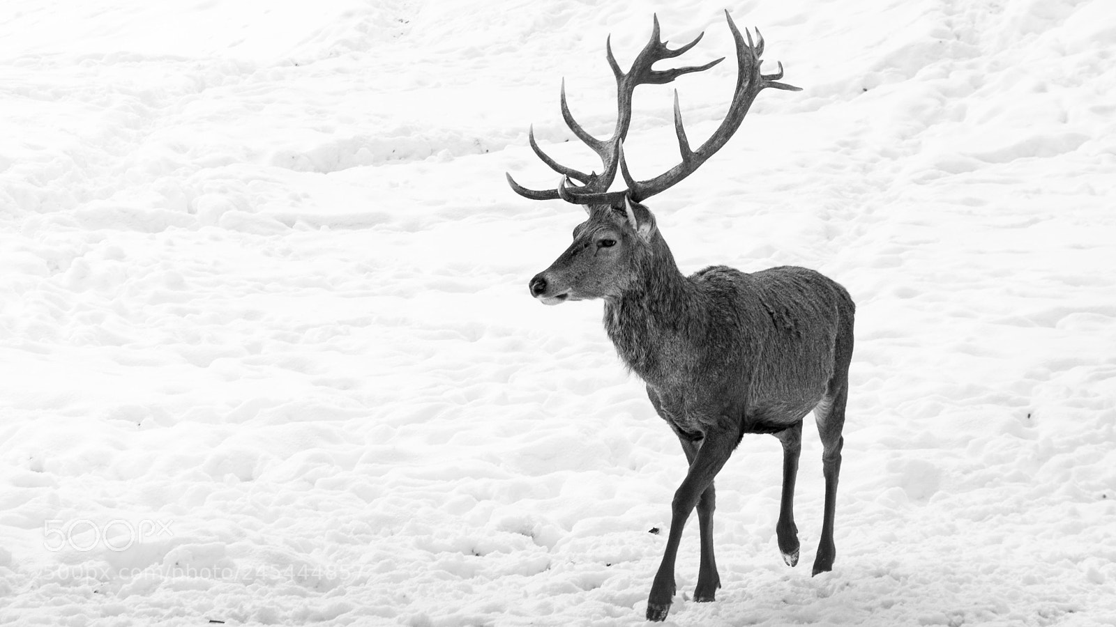 Nikon D7100 sample photo. Deer photography