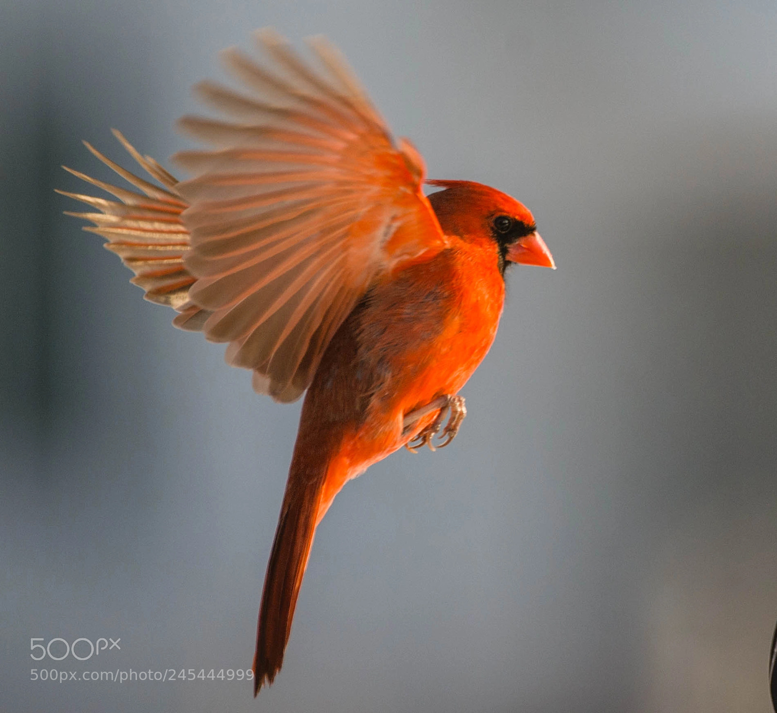 Nikon D4 sample photo. Handsome red bird! photography
