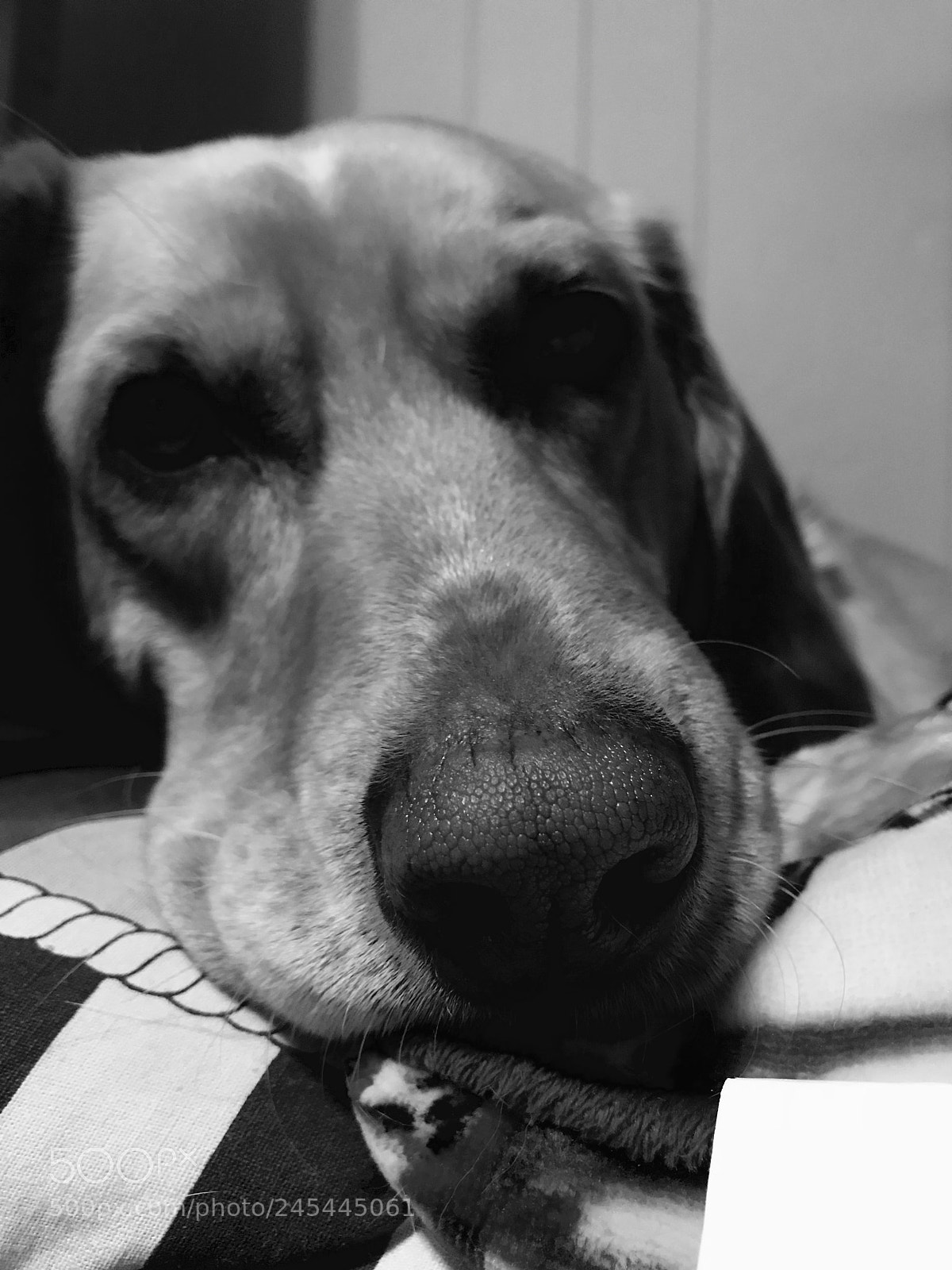 Apple iPhone 7 Plus sample photo. Piper had tplo surgery photography