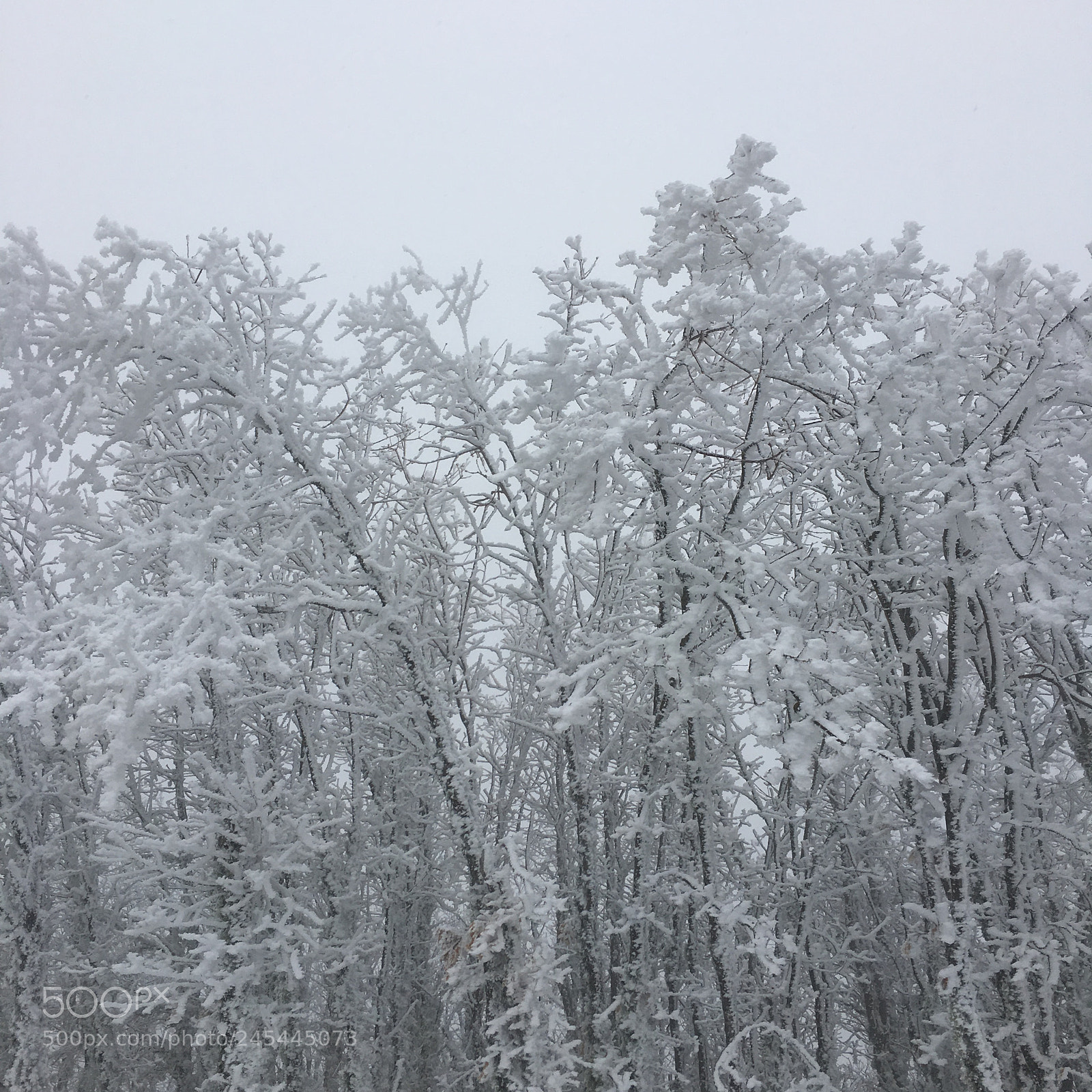 Apple iPhone 6s sample photo. Going through the winter photography