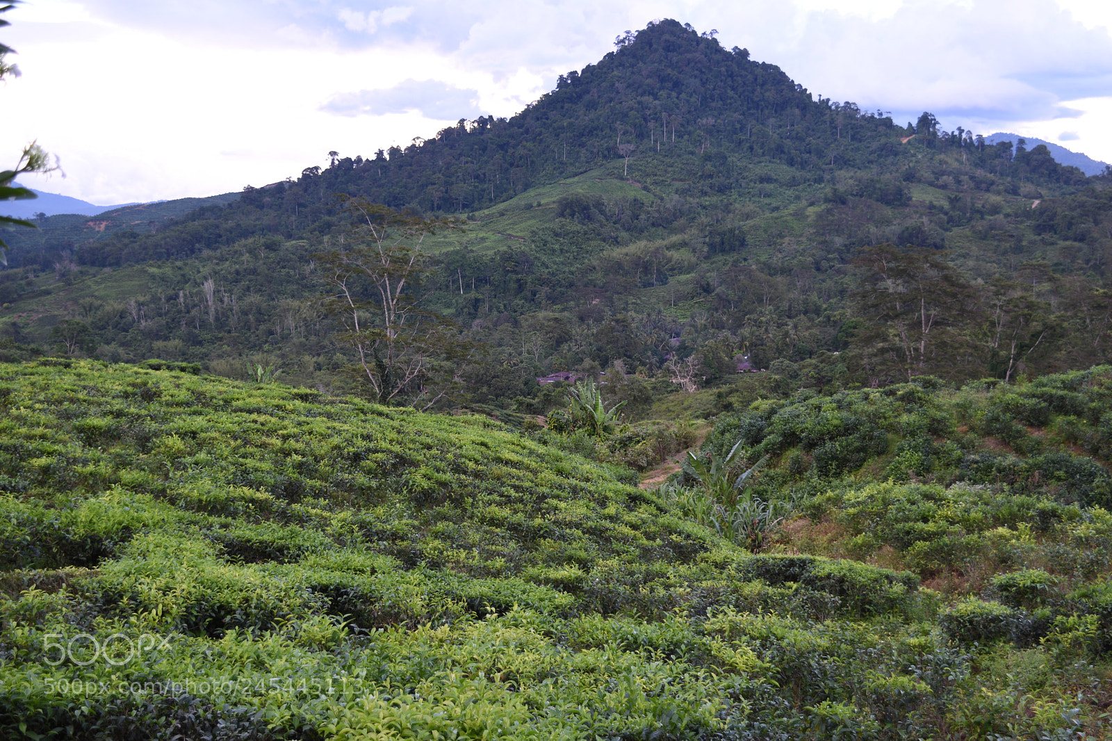Nikon D5500 sample photo. Future tea photography