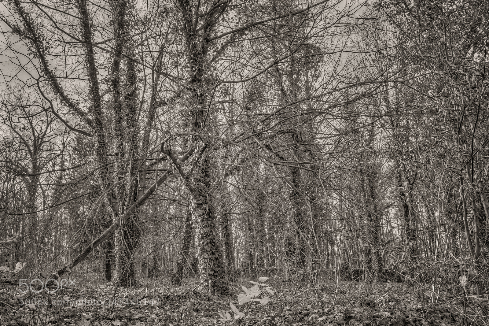 Nikon D7200 sample photo. Confused souls photography