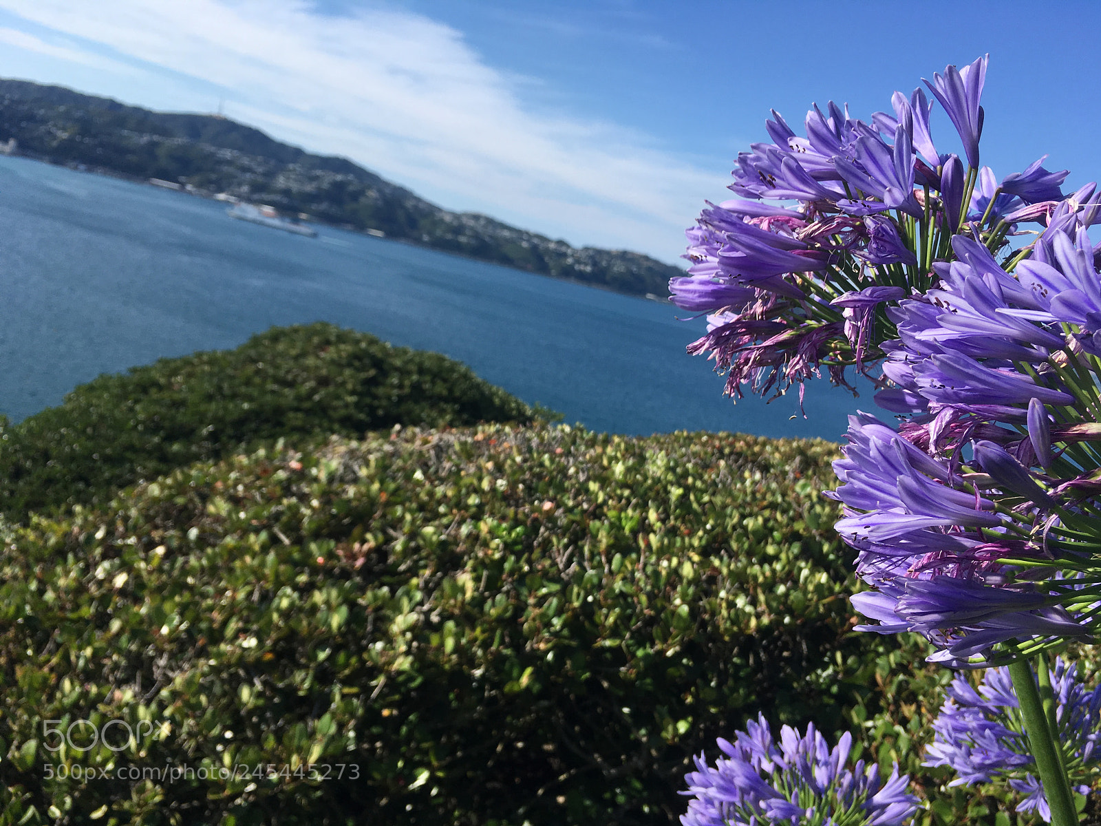 Apple iPhone SE sample photo. Lilis se oriental bay photography
