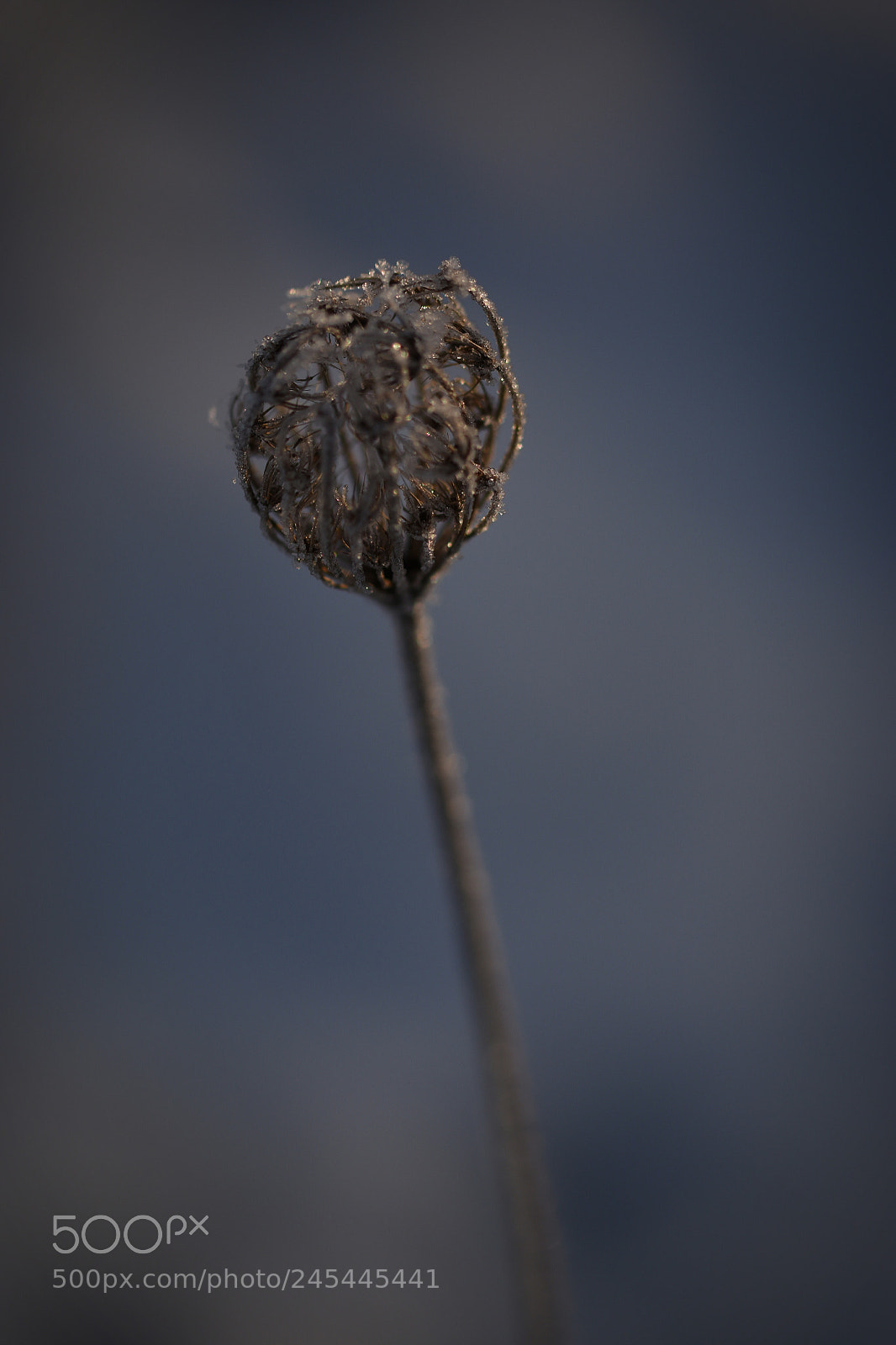 Nikon D5500 sample photo. In frost... shine photography