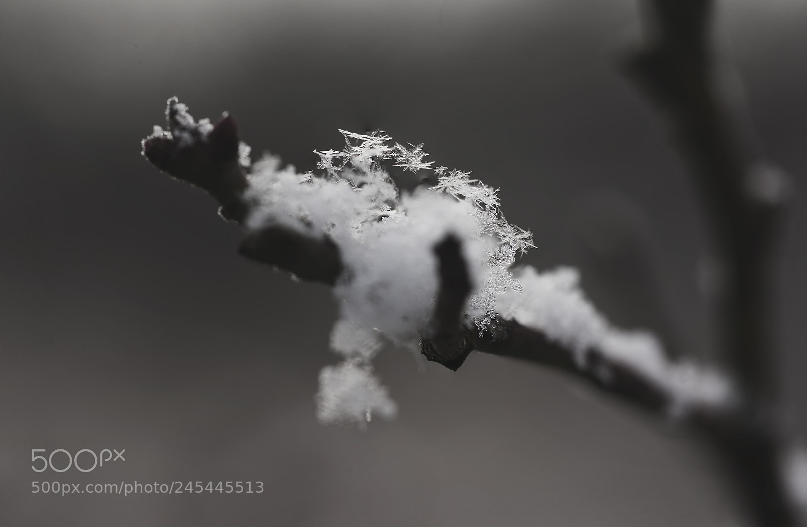 Nikon D810 sample photo. Snowflake photography
