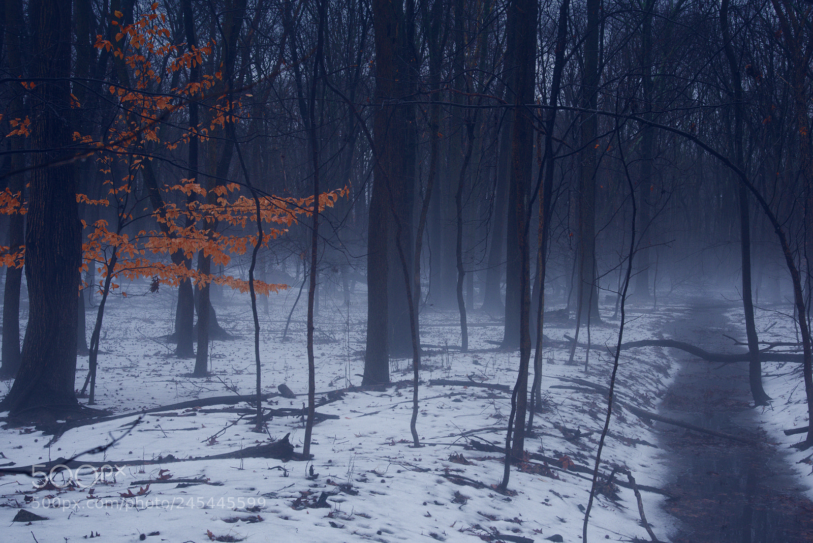 Nikon D810 sample photo. Winter scene photography