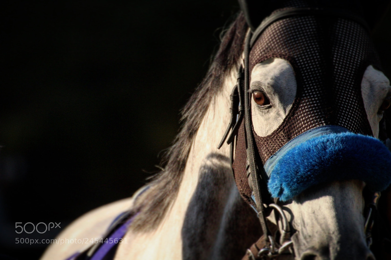 Canon EOS 60D sample photo. レッドファルクス photography