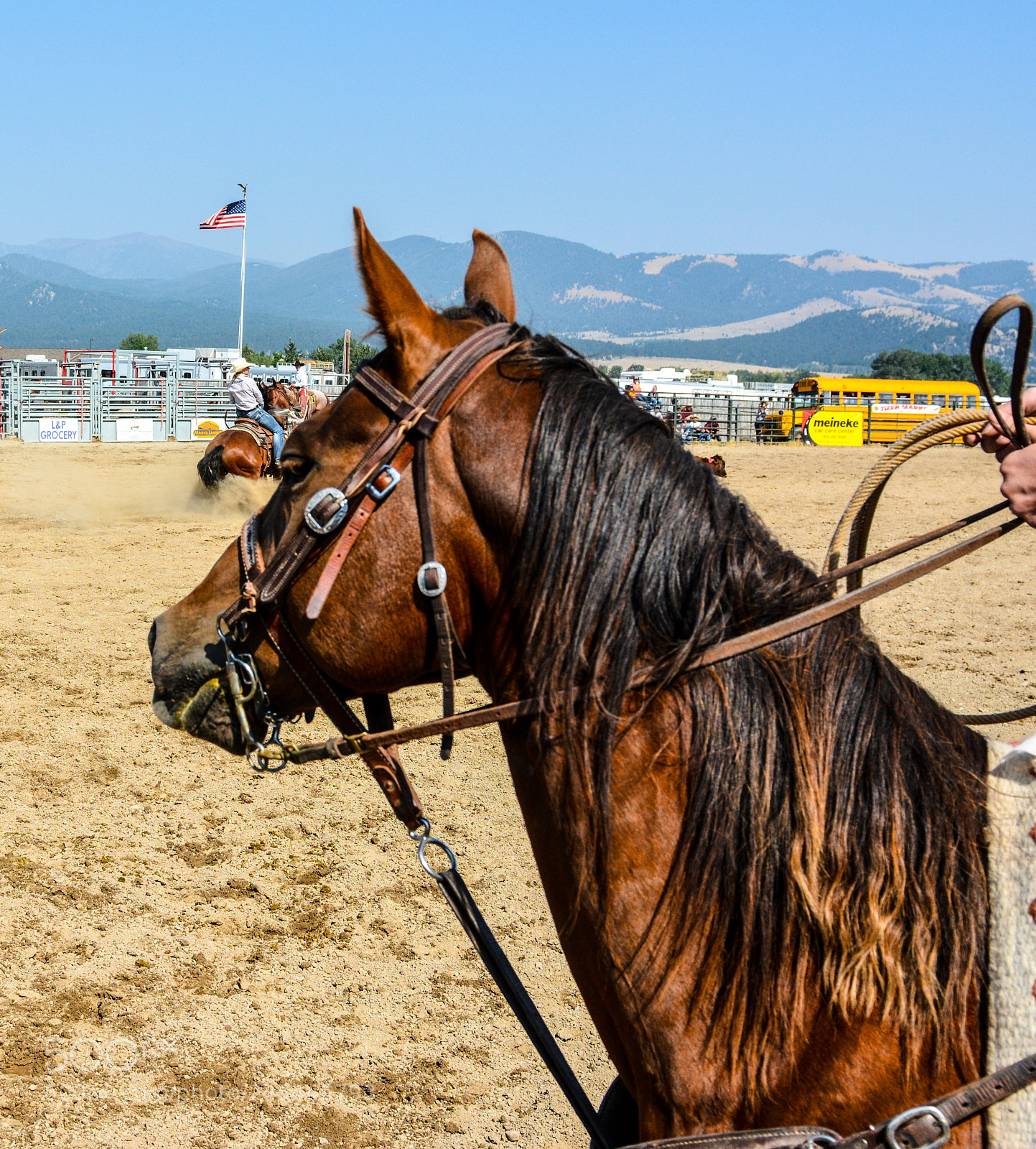 Nikon D7100 sample photo. Horse photography