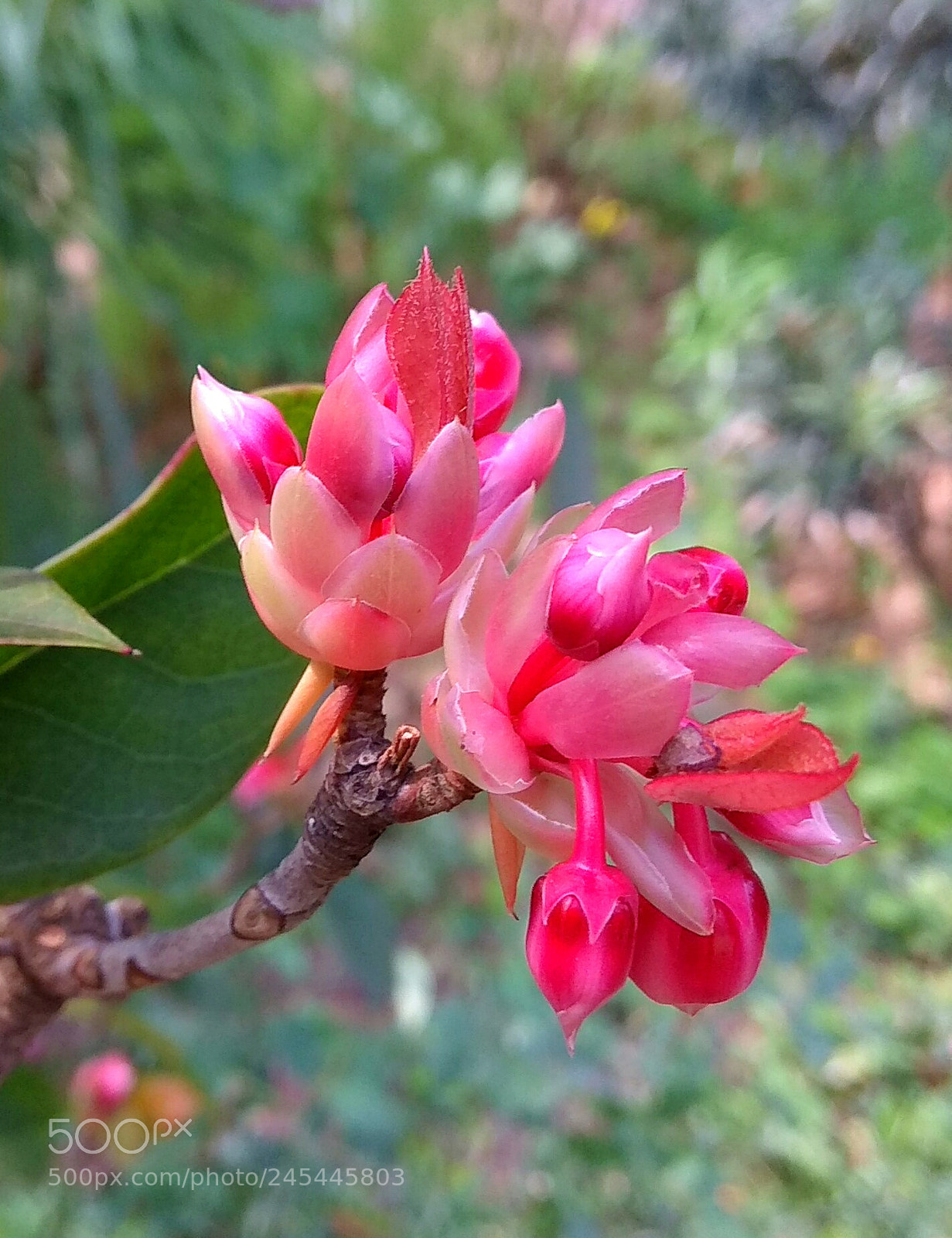 Xiaomi Redmi Note 4 sample photo. Bell shape florets for photography
