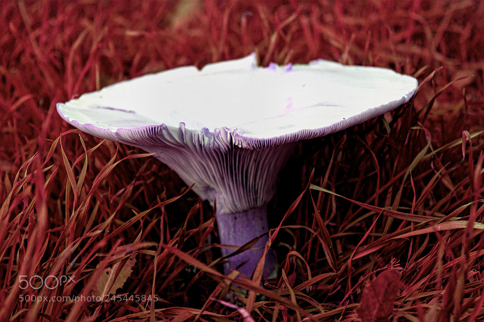 Canon EOS 550D (EOS Rebel T2i / EOS Kiss X4) sample photo. Alice in wonderland photography