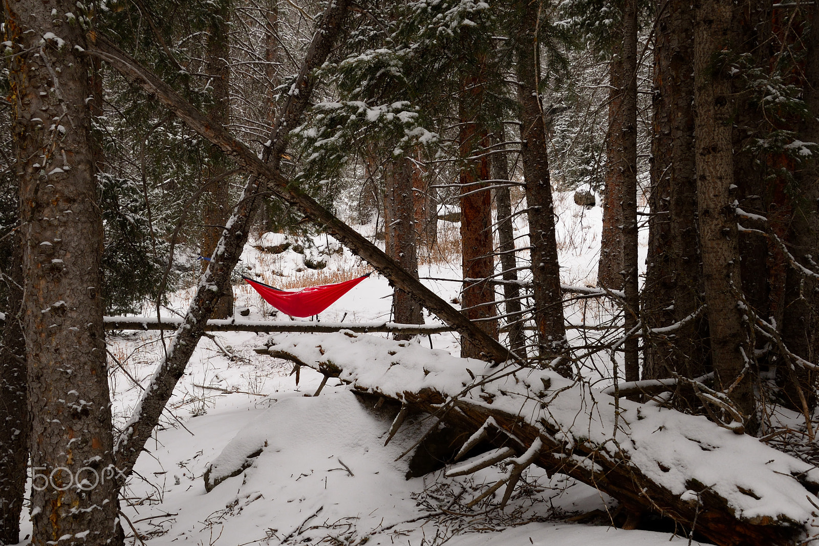 Nikon D610 sample photo. Snowed in photography