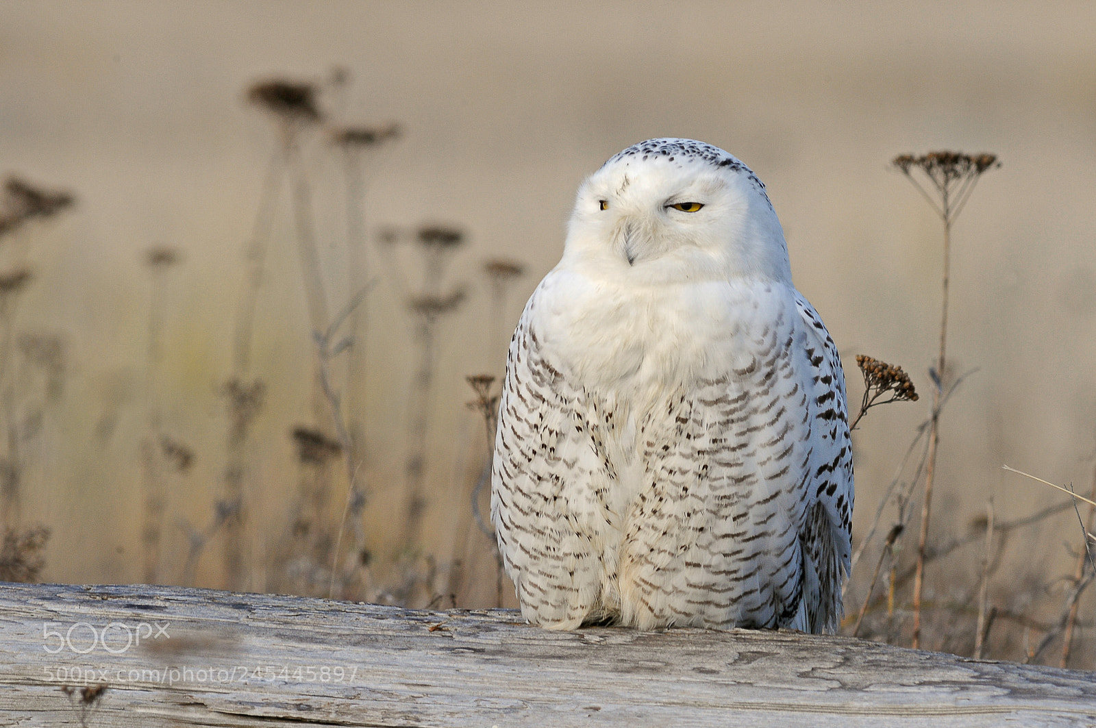 Nikon D300 sample photo. Snowy owl photography