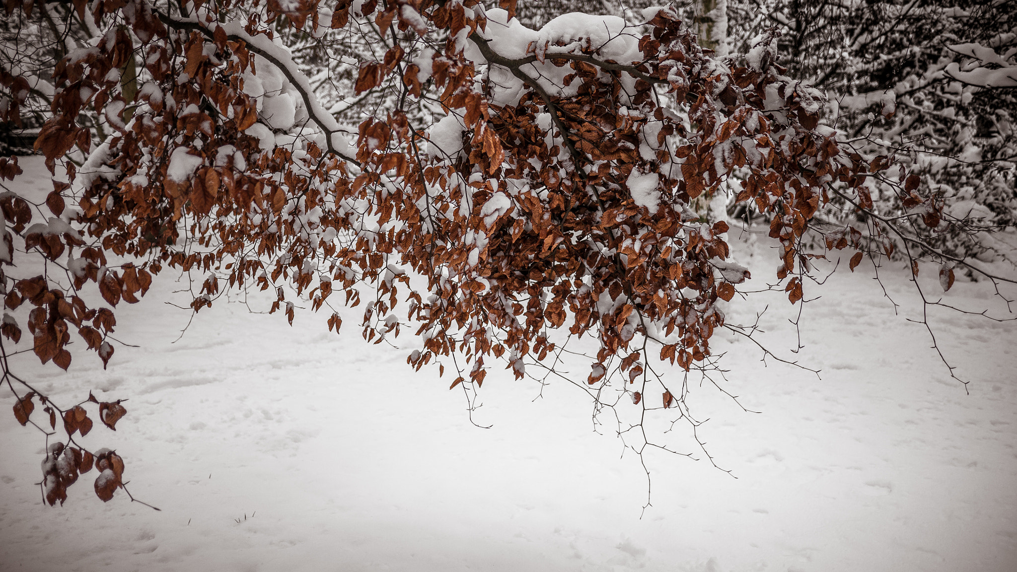 Panasonic Lumix DMC-GH1 sample photo. The color of winter photography