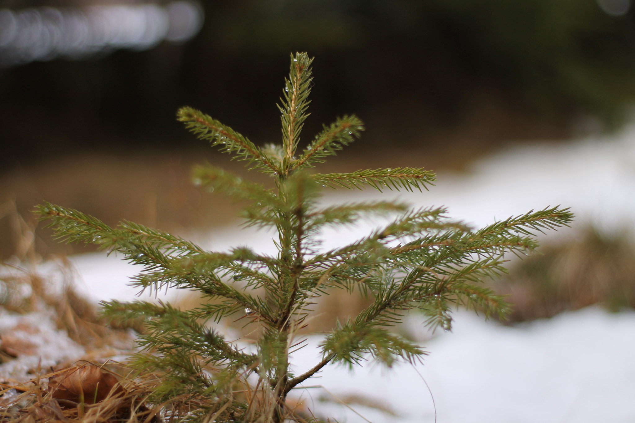 Canon 50mm sample photo. Little one photography