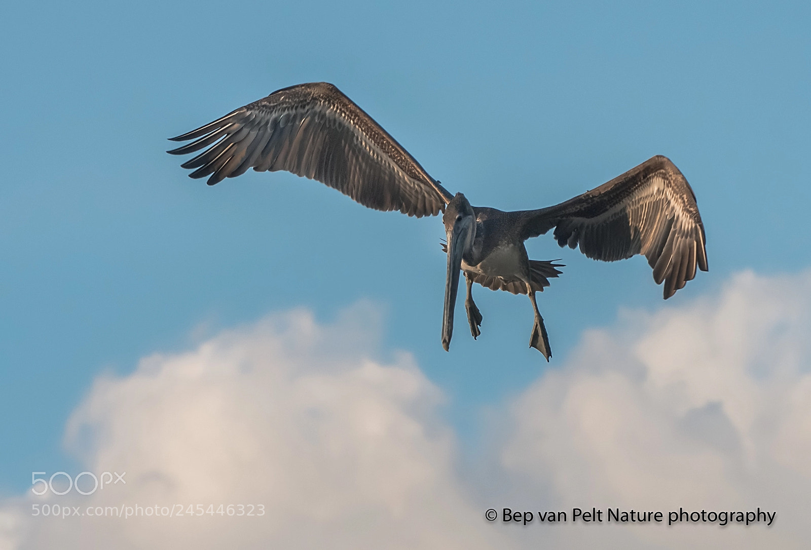 Nikon AF-S Nikkor 200-500mm F5.6E ED VR sample photo. Brown pelican, ready for photography