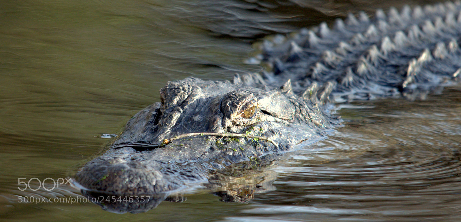 Nikon D300 sample photo. Mama gator photography