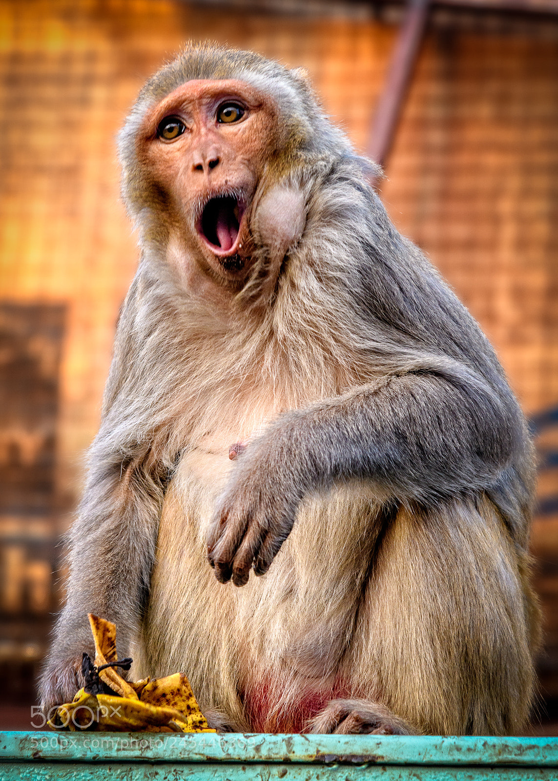 Nikon D850 sample photo. Rhesus macaque monkey, varanasi photography