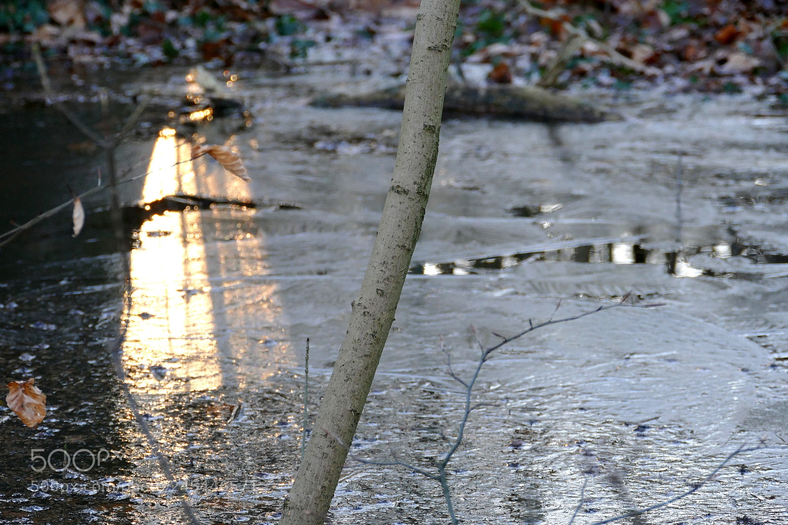 Panasonic Lumix DMC-FZ1000 sample photo. Lights in the woods photography