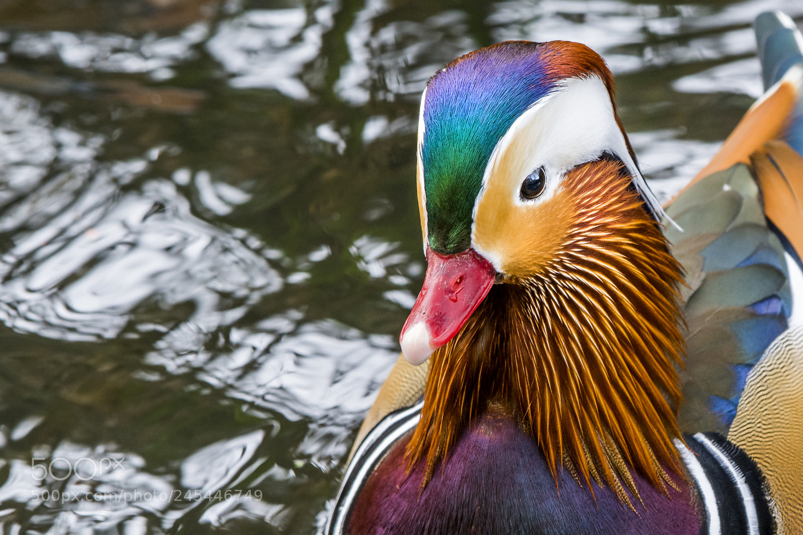Nikon D7100 sample photo. Male mandarin ninesprings photography