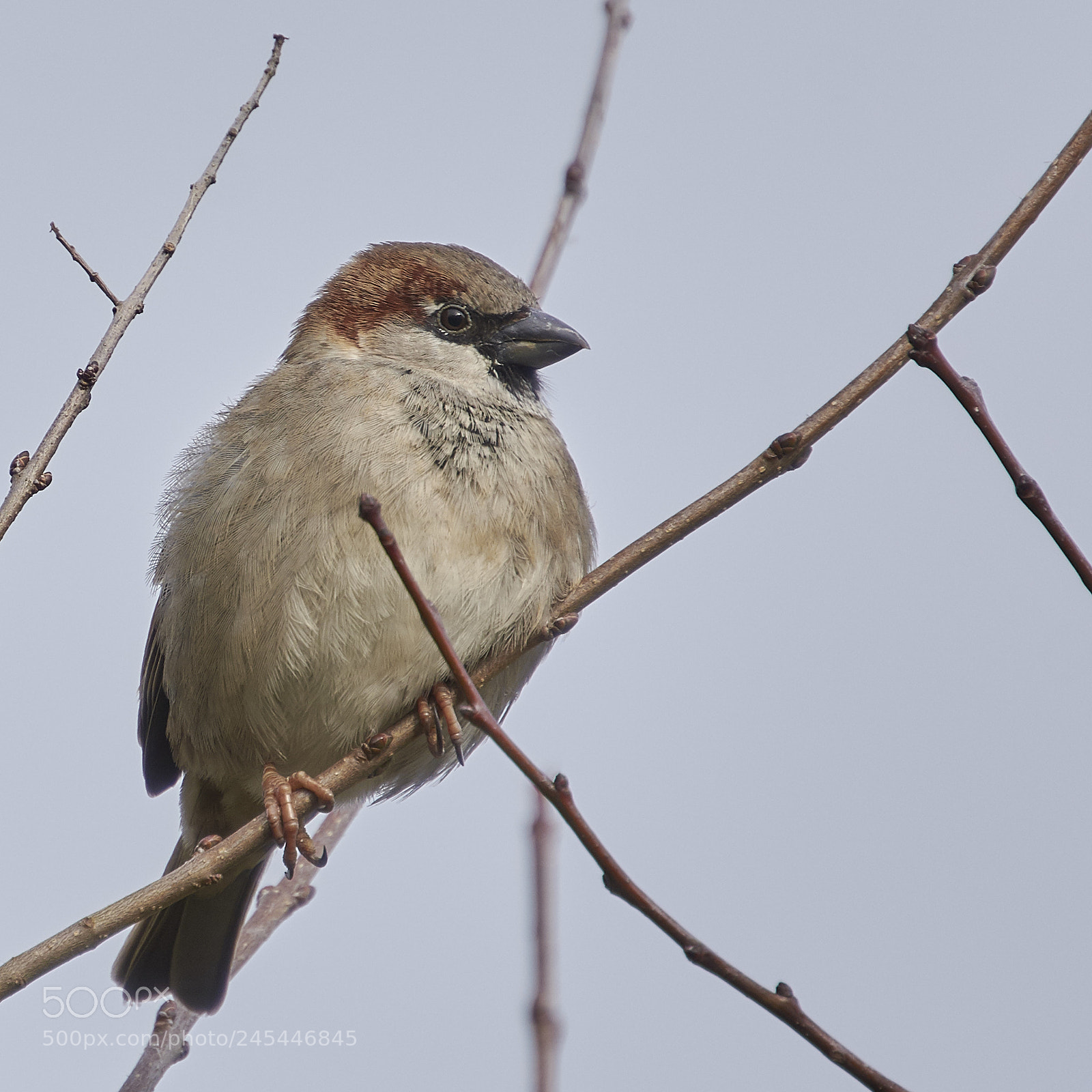 Nikon D7200 sample photo. Sparrow photography