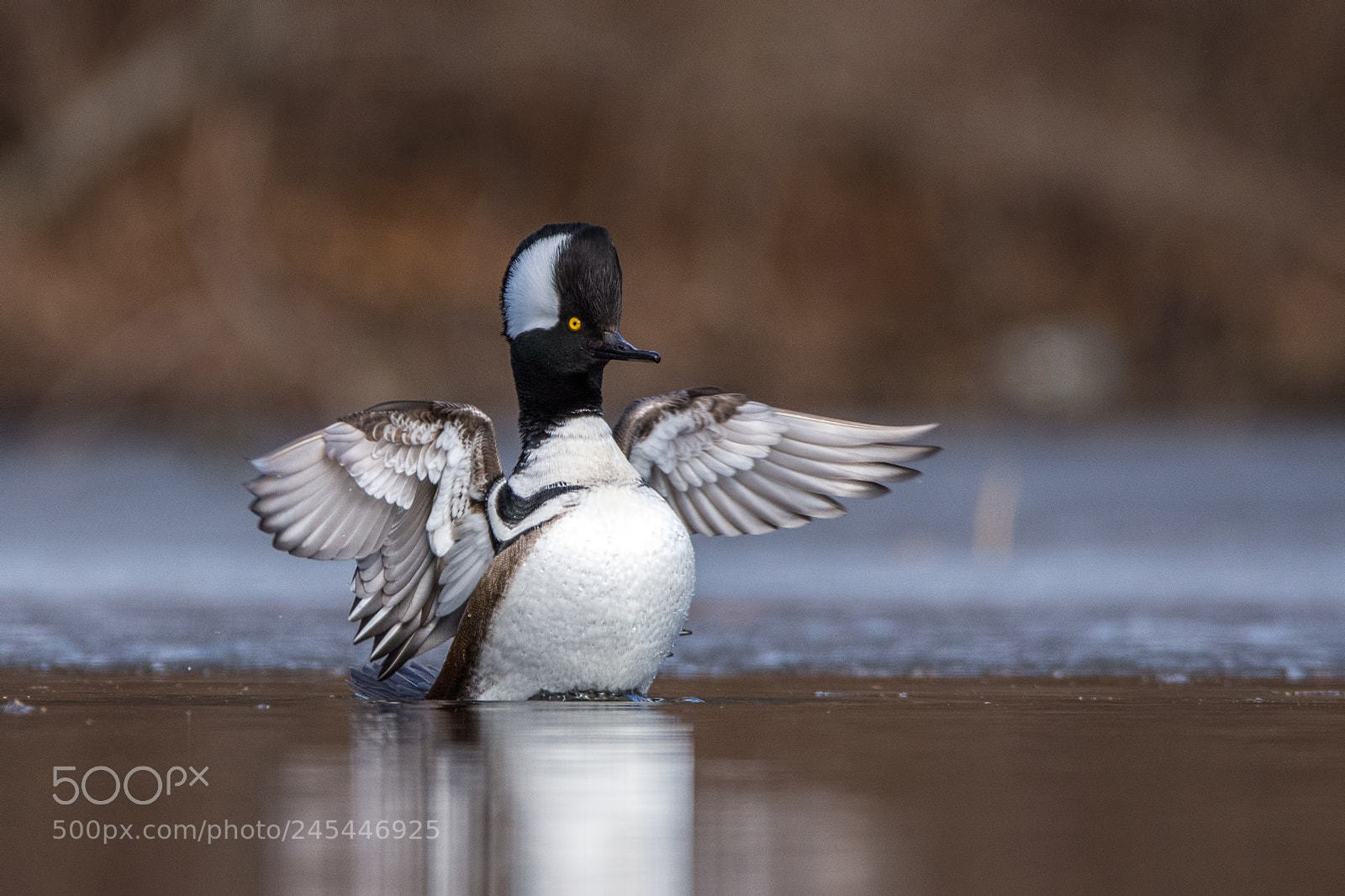Nikon D7200 sample photo. Hooded merganser photography