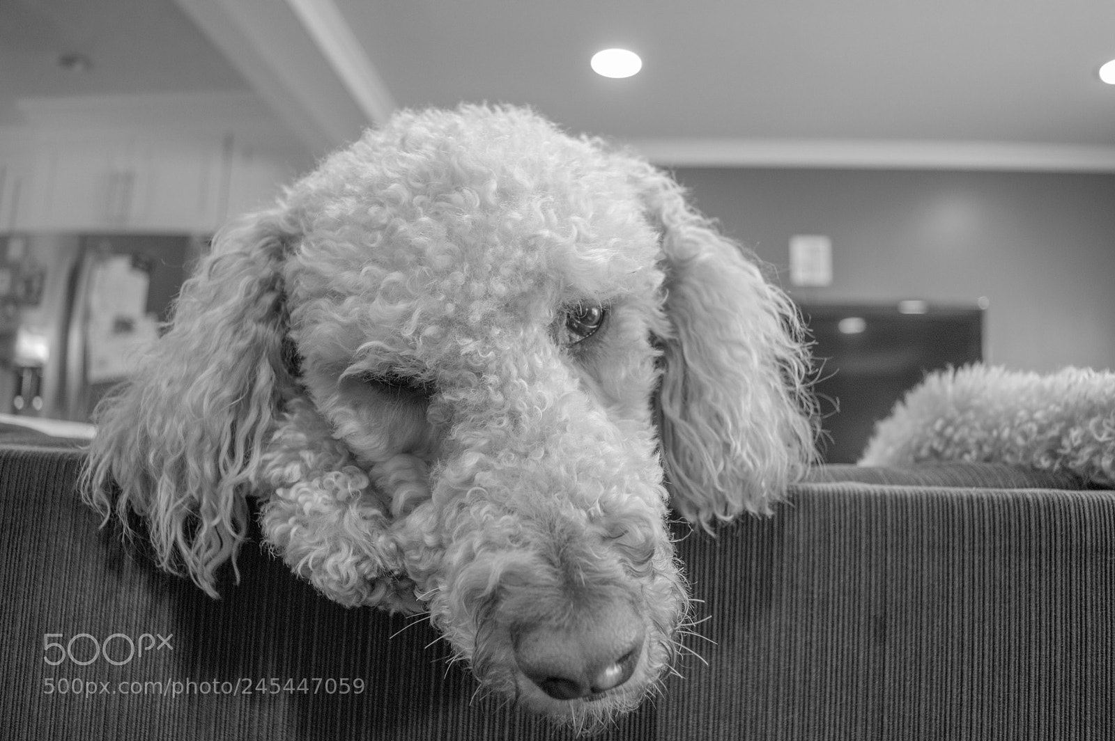 Nikon D3200 sample photo. Black & white golden doodle photography