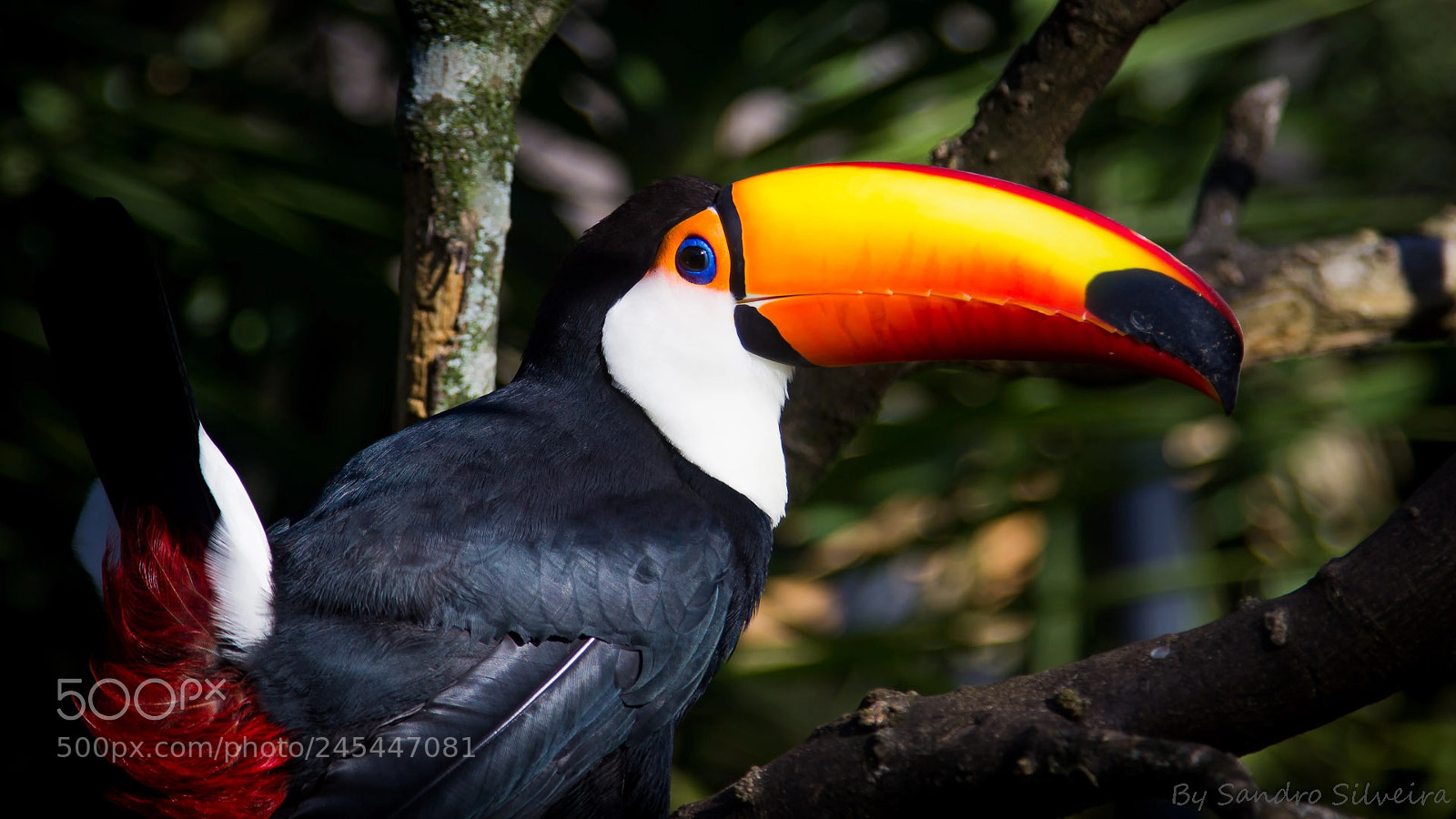Canon EOS 600D (Rebel EOS T3i / EOS Kiss X5) sample photo. Toucan photography