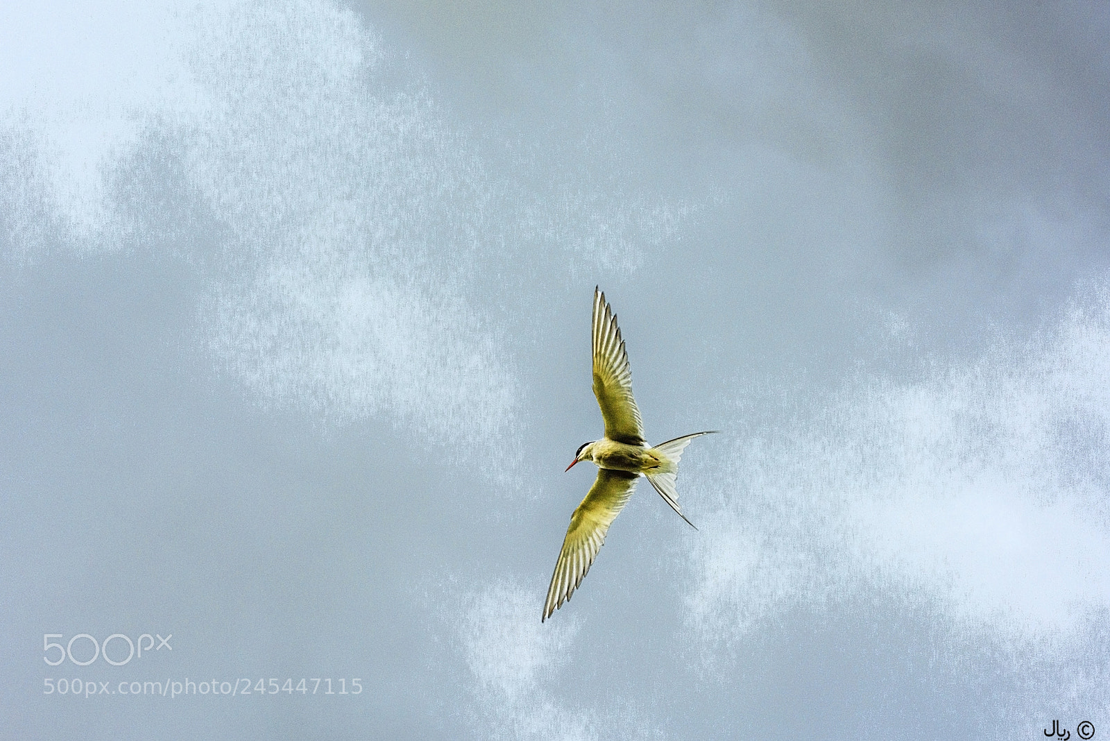 Nikon D810 sample photo. Flight in the skies photography