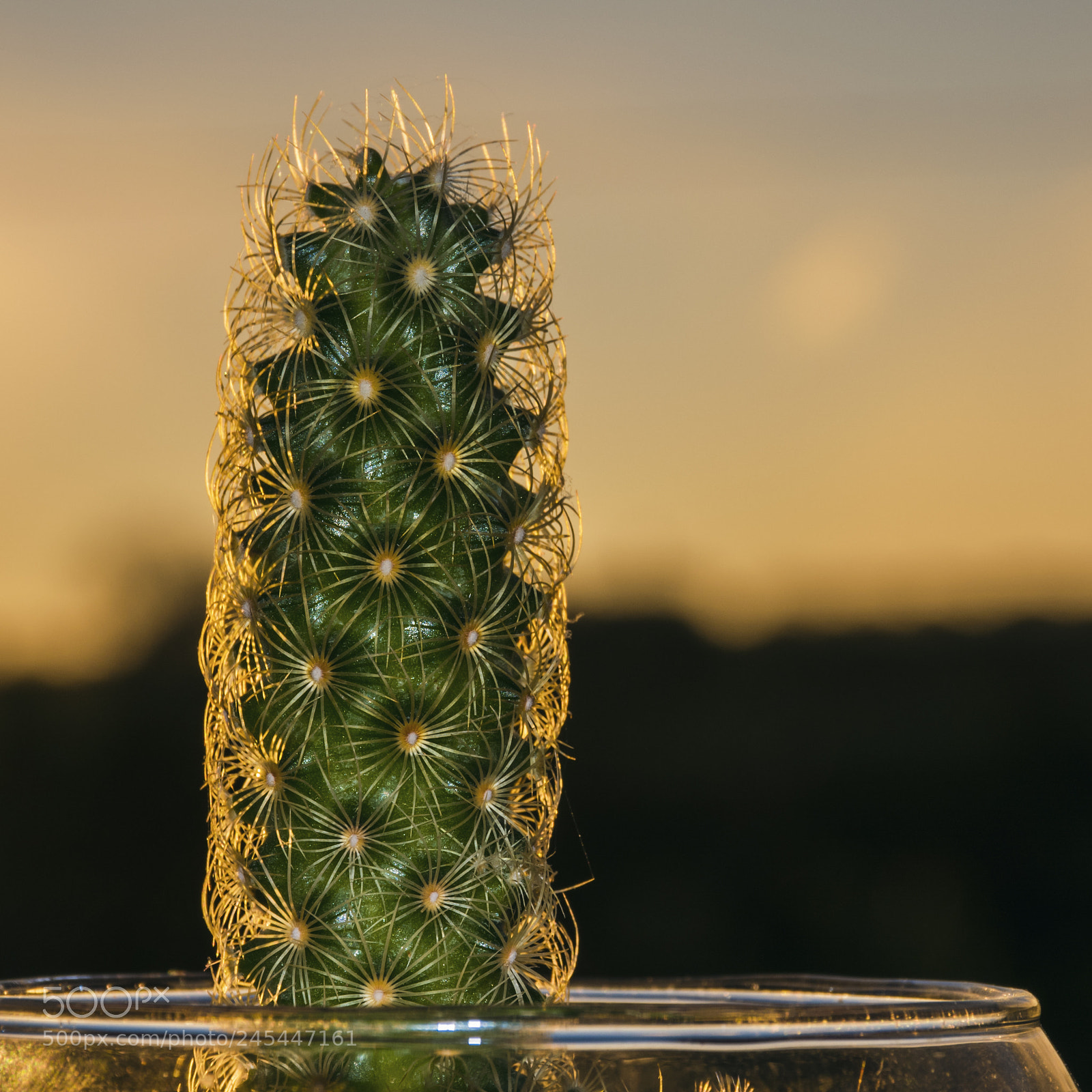 Nikon D3400 sample photo. Cactus photography