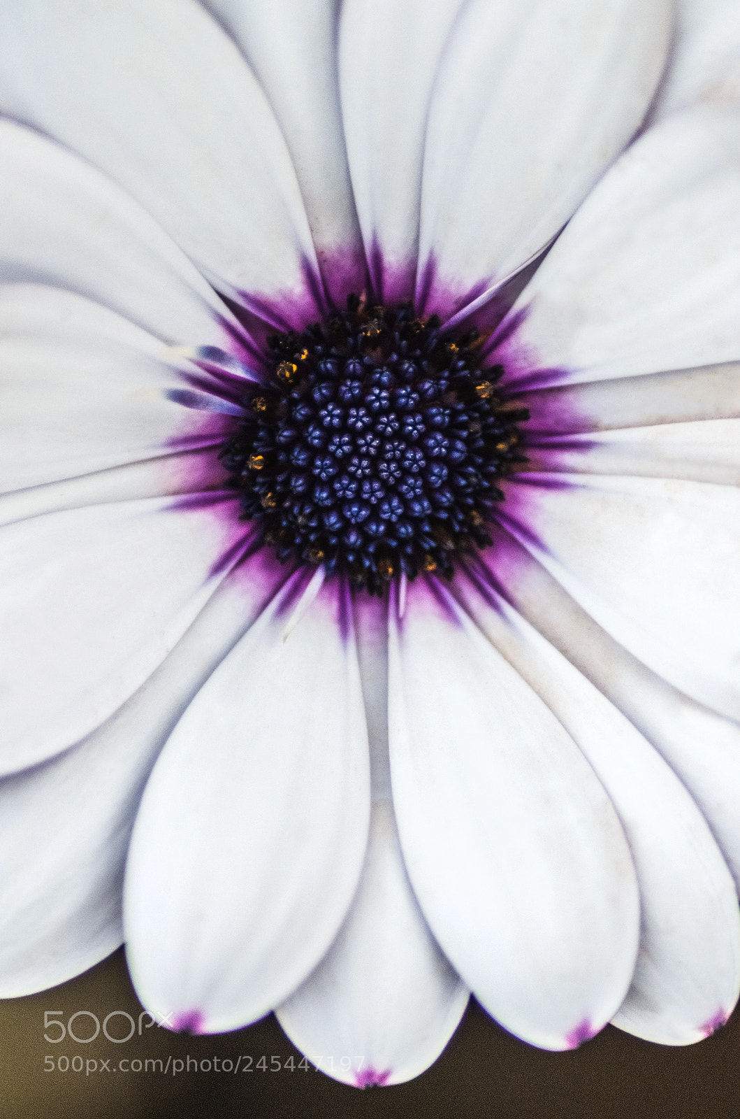 Pentax K-500 sample photo. Shapes of nature photography