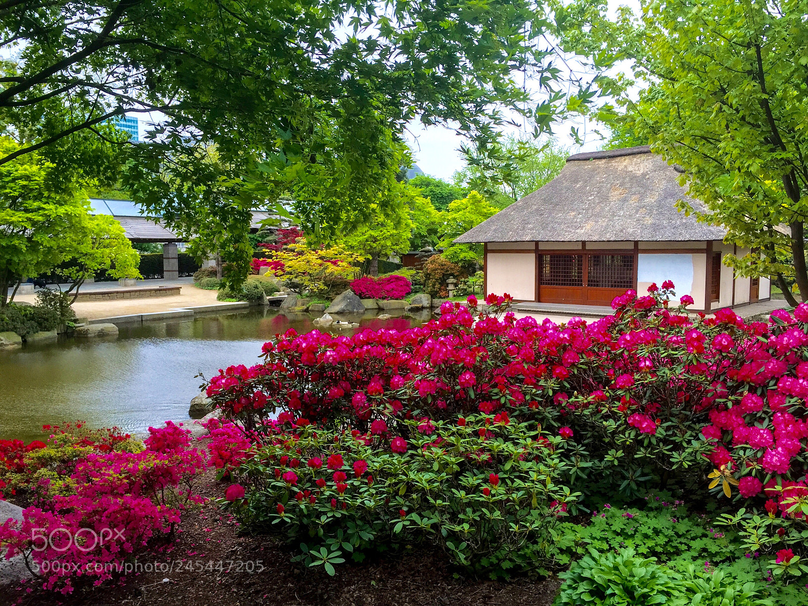 Apple iPhone 6 sample photo. Japanese garden photography