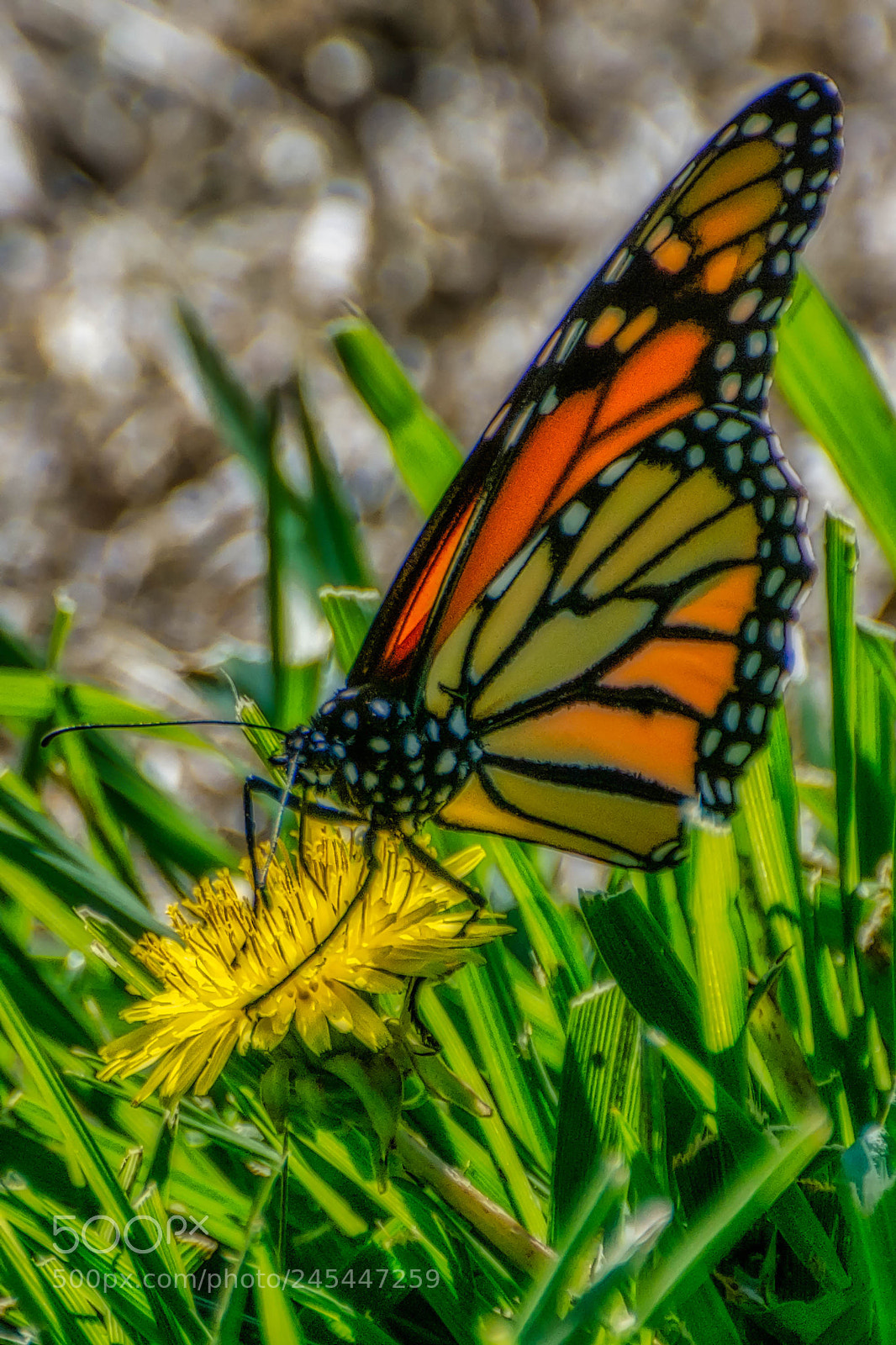 Nikon D7200 sample photo. Dandelion and butterfly luminar2018 photography