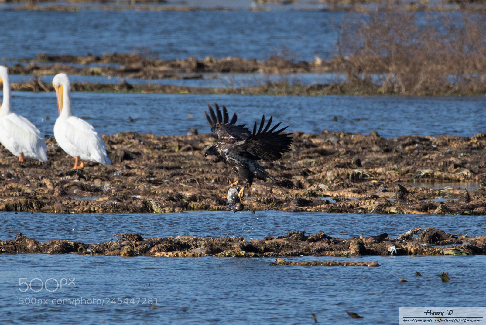 Canon EOS 7D Mark II sample photo. Bald eagle photography