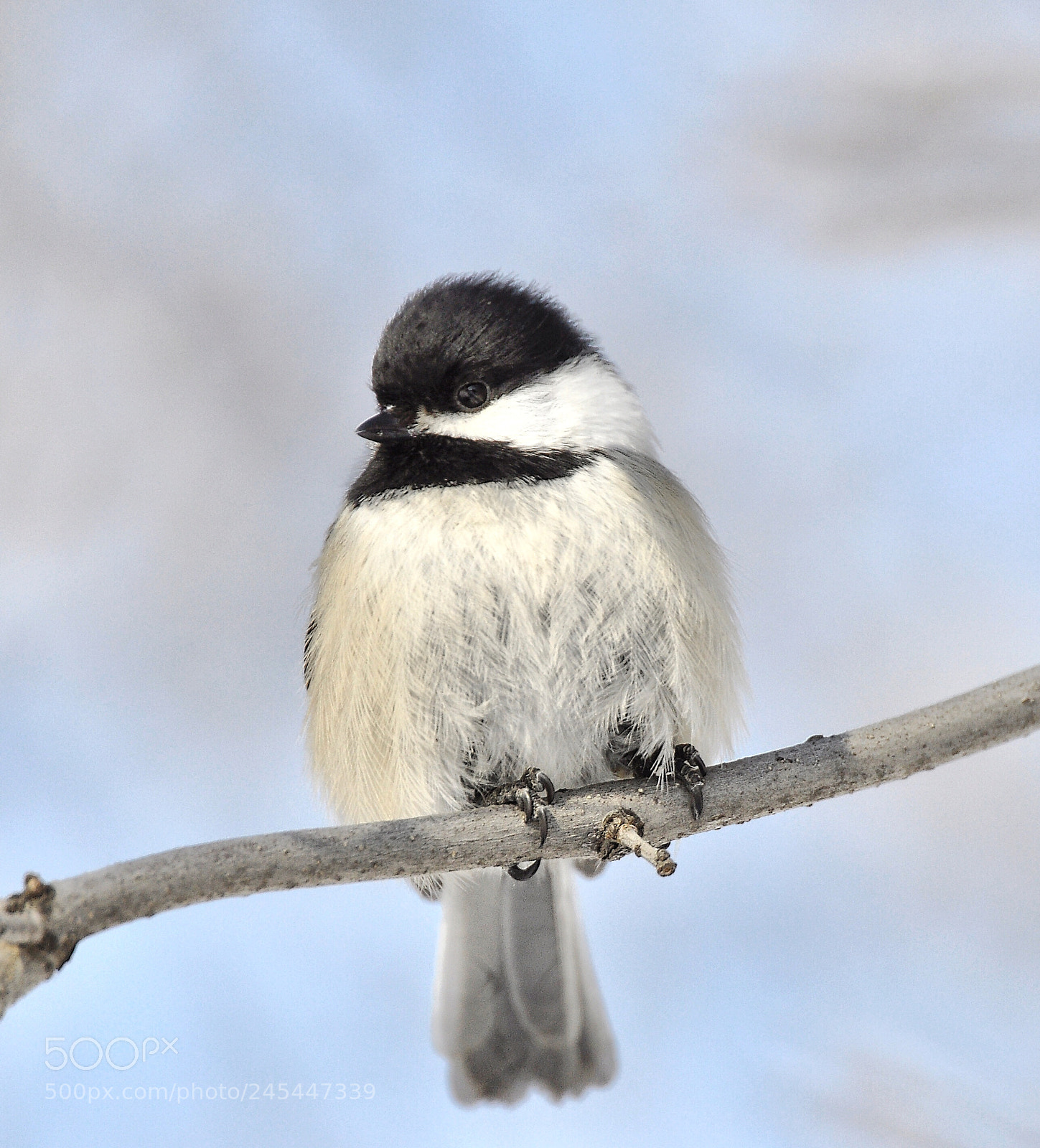 Nikon D90 sample photo. Chickadee photography